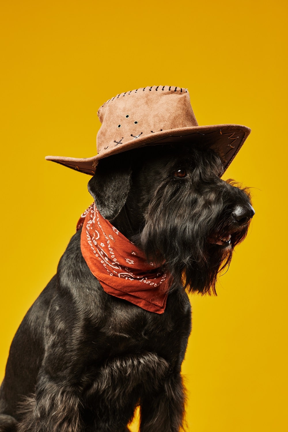 black-schnauzer-cowboy-dog-2022-08-11-19-54-34-utc-min.jpg