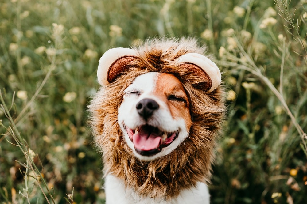 cute-jack-russell-dog-wearing-lion-costume-on-head-2022-02-01-21-17-46-utc-min.jpg